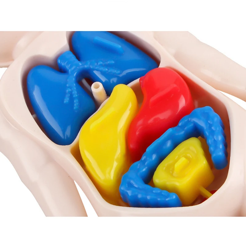 13Pcs Set Montessori Toys Children Science Education Human Body Organ Anatomy Model DIY Assembled Medical Toys Teaching Tools 4