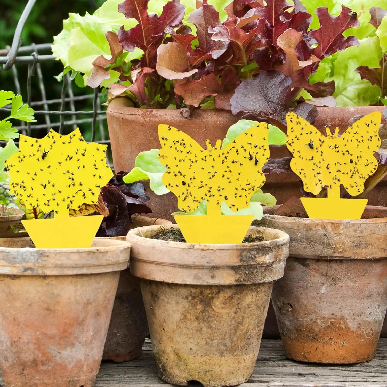 Garsum Fruit Fly Klebefalle für drinnen und draußen, Pilz-Mückenvernichter für Zimmerpflanzen, Mücken, fliegende Insekten, weiße Fliegen