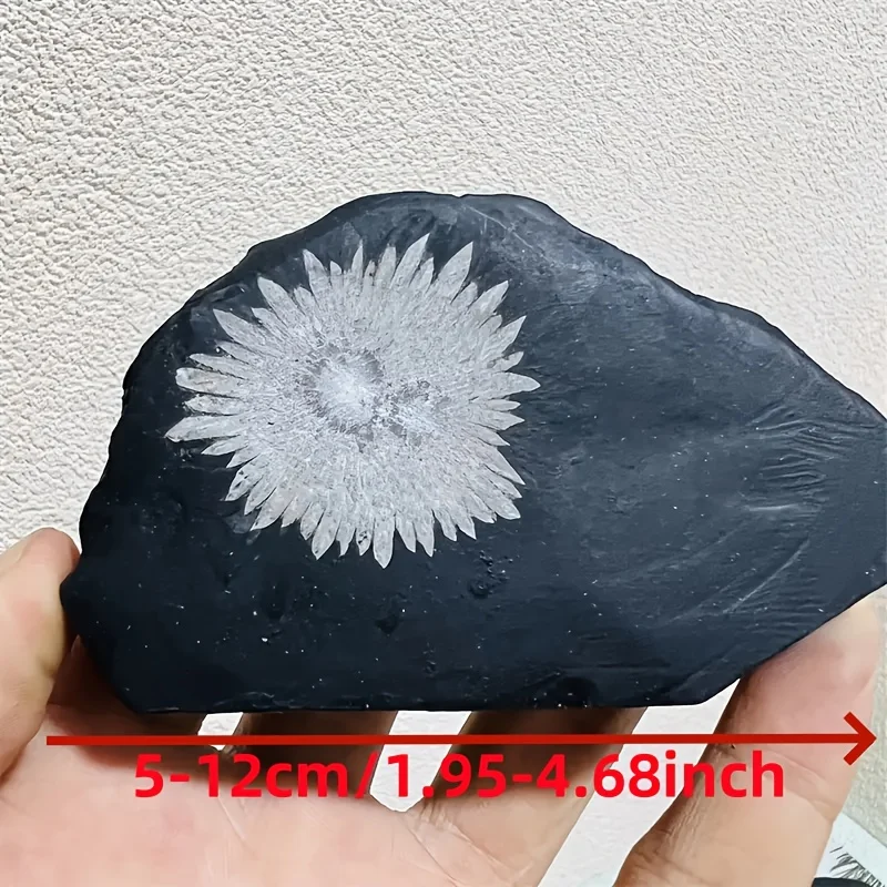 [אבן כריסנתמום טבעית] 1 יחידה אבן כריסנתמום טבעית אבן קריסטל |   דוגמה מינרלית גולמית לא סדירה עבור TumblingCrystal