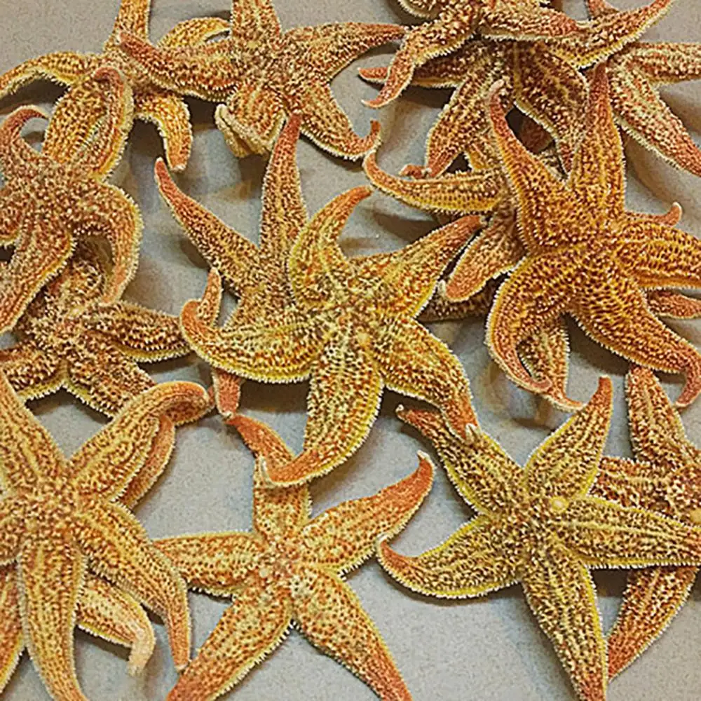 Resin Starfish Ornaments 10-16cm 2Pcs Flat Dried Starfish DIY Crafts Mini Sea Shells Ornaments Beach Craft For Wedding Party Home Photo Props Decoration