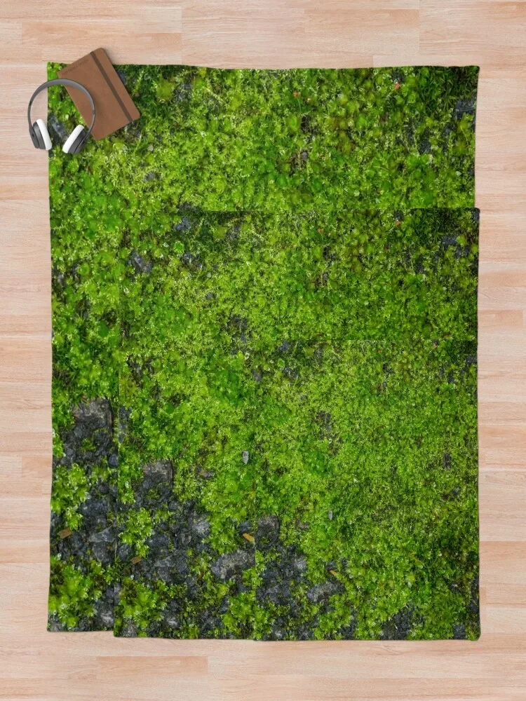 �̳��� ���� V ���ο� ���, ���� ���Ÿ� ����Ʈ �����̳� ���� ���