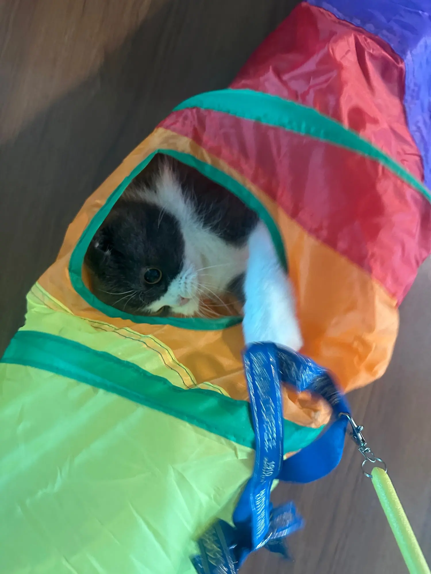 foldable Cat Tunnel Toy photo review