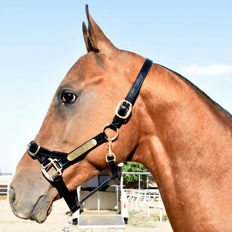 Sbb4210375f0b46b2865608cb20d60d856