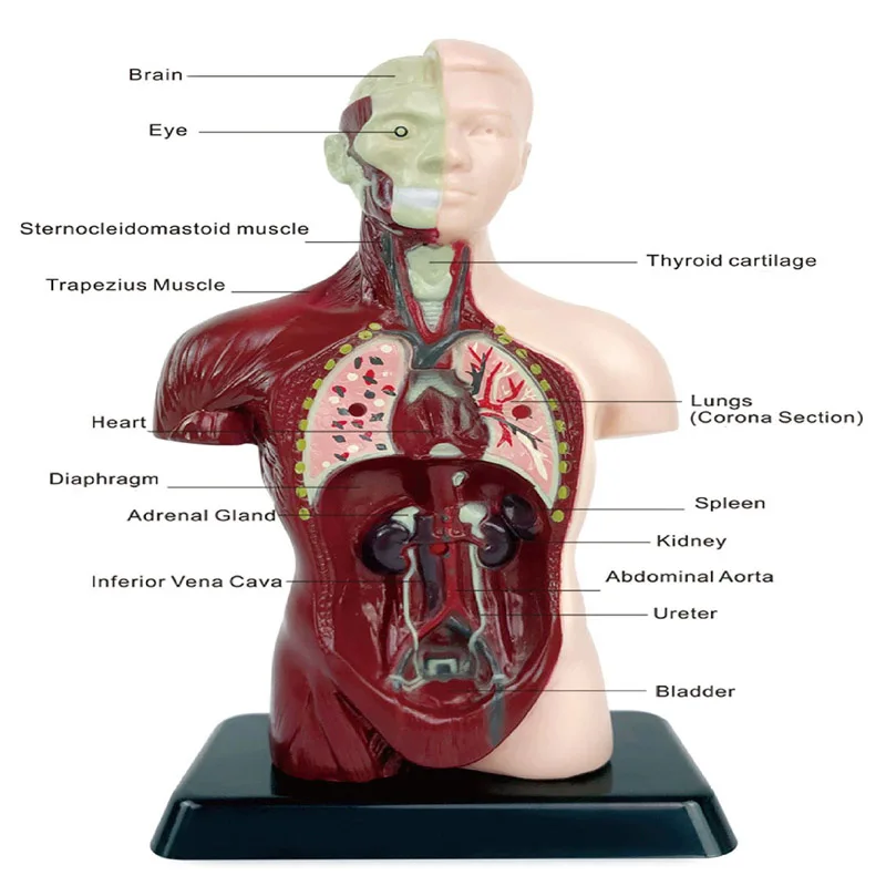 3D Human Anatomy Organ Teaching Aids Torso Model Simulation Human Body Model Set Children Early Learning Educational Toys 3