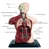 3D Human Anatomy Organ Teaching Aids Torso Model Simulation Human Body Model Set Children Early Learning Educational Toys 3