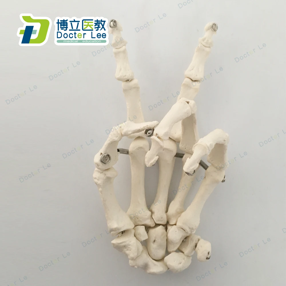 Life Size Anatomical Hand Joint Human Hand Skeleton Model for Medical Science and Edudcation Tool