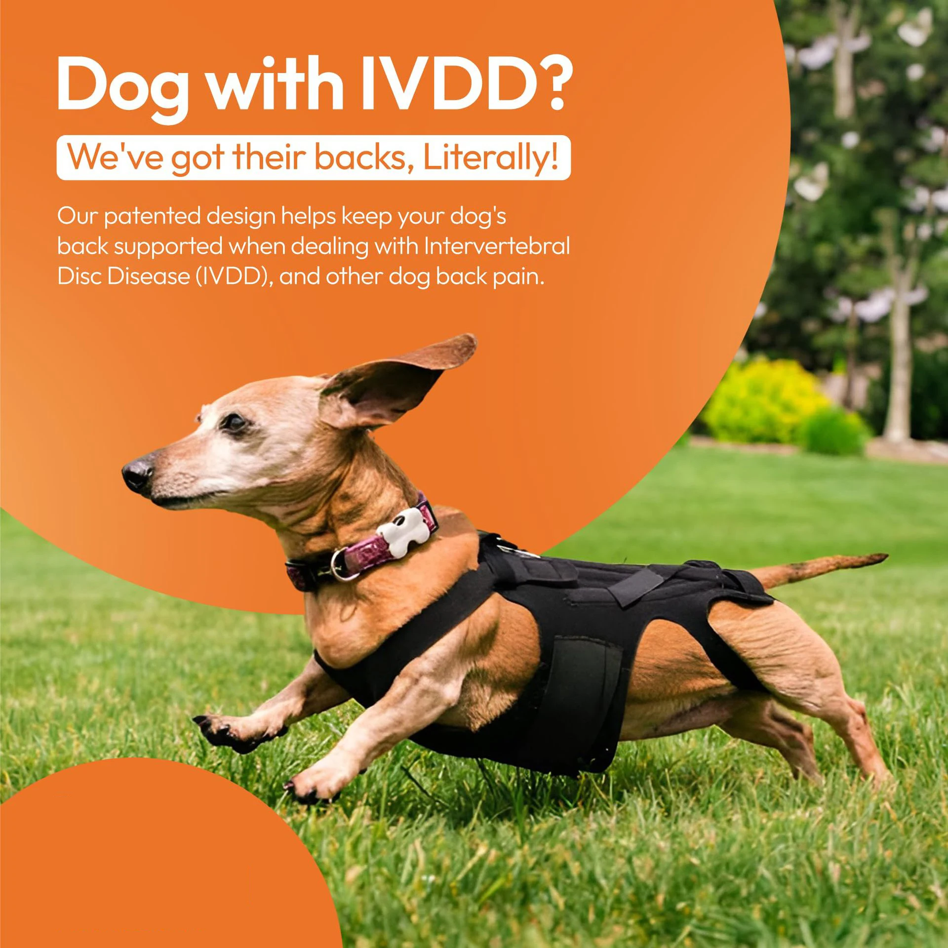 Amazon Ivdd Back Brace Breathable Dog Back Brace Comfortable Pet