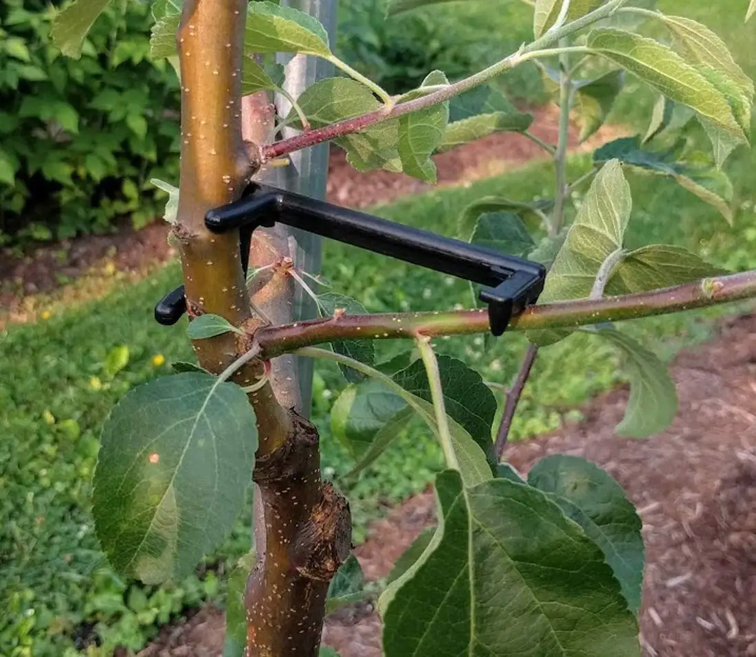 10 Séparateurs De Branches Pour Arbres Fruitiers - En ABS, Réglables, Pour Guider La Croissance