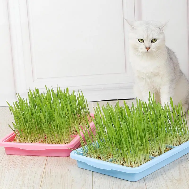 Seedling Sprouter Tray Soil-less Big Capacity Germination Tray Microgreens Plant Propagation Trays Healthy Wheatgrass Grower 2