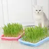 Seedling Sprouter Tray Soil-less Big Capacity Germination Tray Microgreens Plant Propagation Trays Healthy Wheatgrass Grower 2