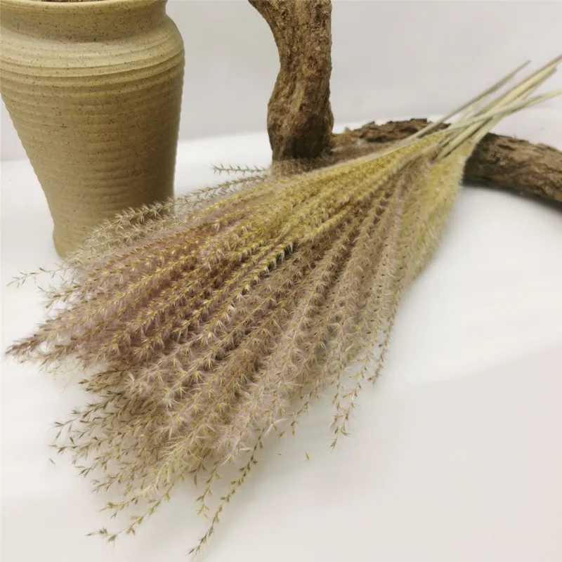 

Rabbit grass，Pampas Grass Natural Dried Flower For Wedding, Office, Home Decoration primary color, white, black 10Pcs /Lot