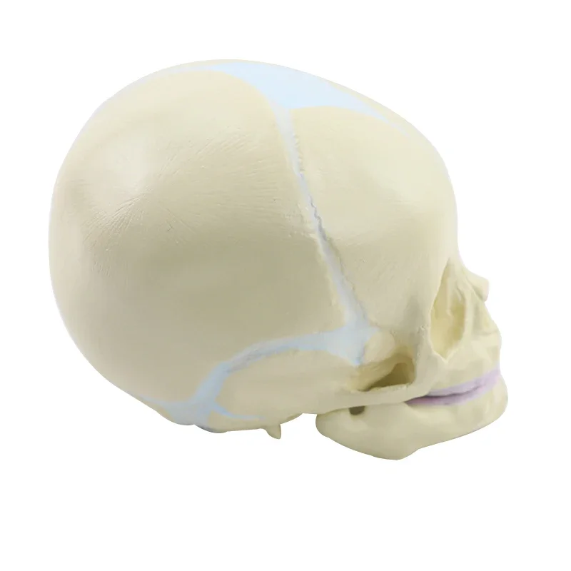 1:1 Human Fetal Baby Infant Anatomical Skull Anatomy Skeleton Model Teaching Supplies Tool for Medical Science Lab Supply
