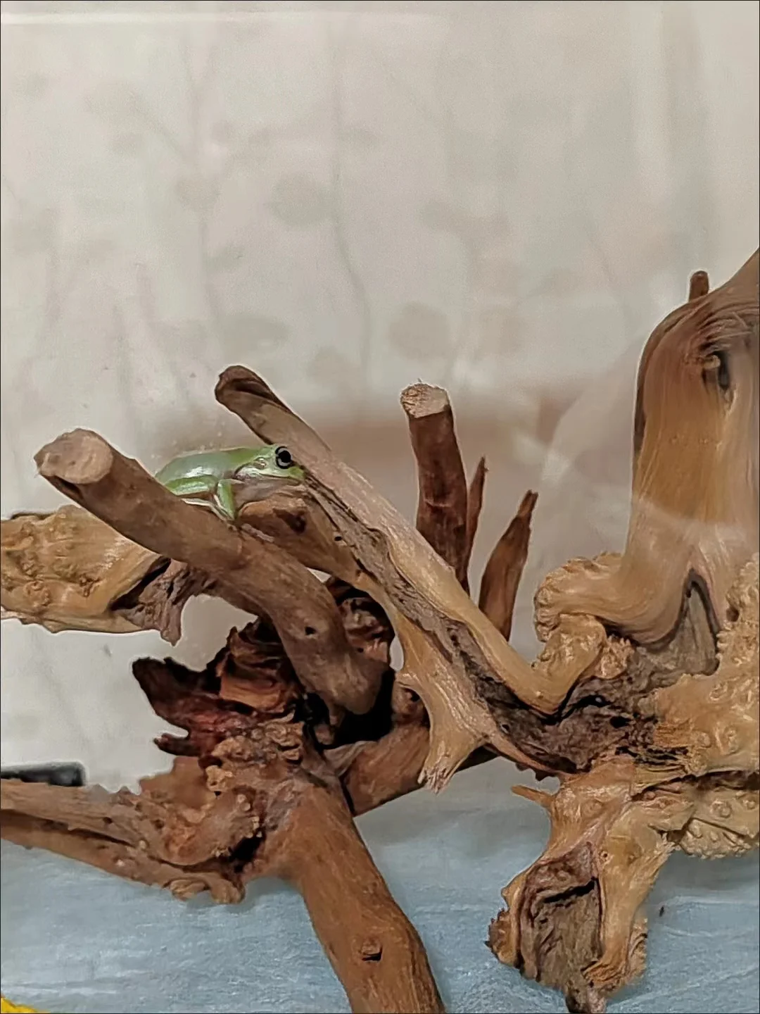 Title 9, 1PC Natural Driftwood Tree Trunk Micro Landscap...