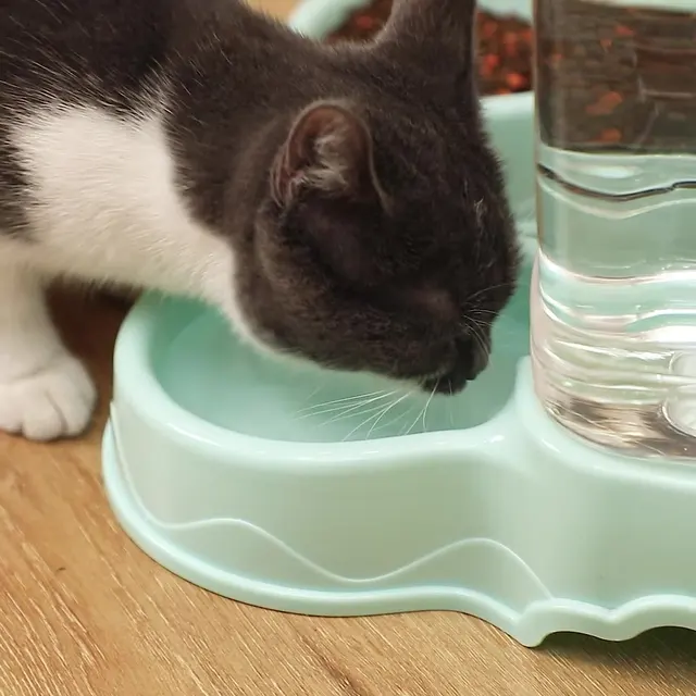 Cat Pet Automatic Feeder Drinking Bowl Large Capacity Dog 3.8L Combination Grain Storage Bucket Supplier 2