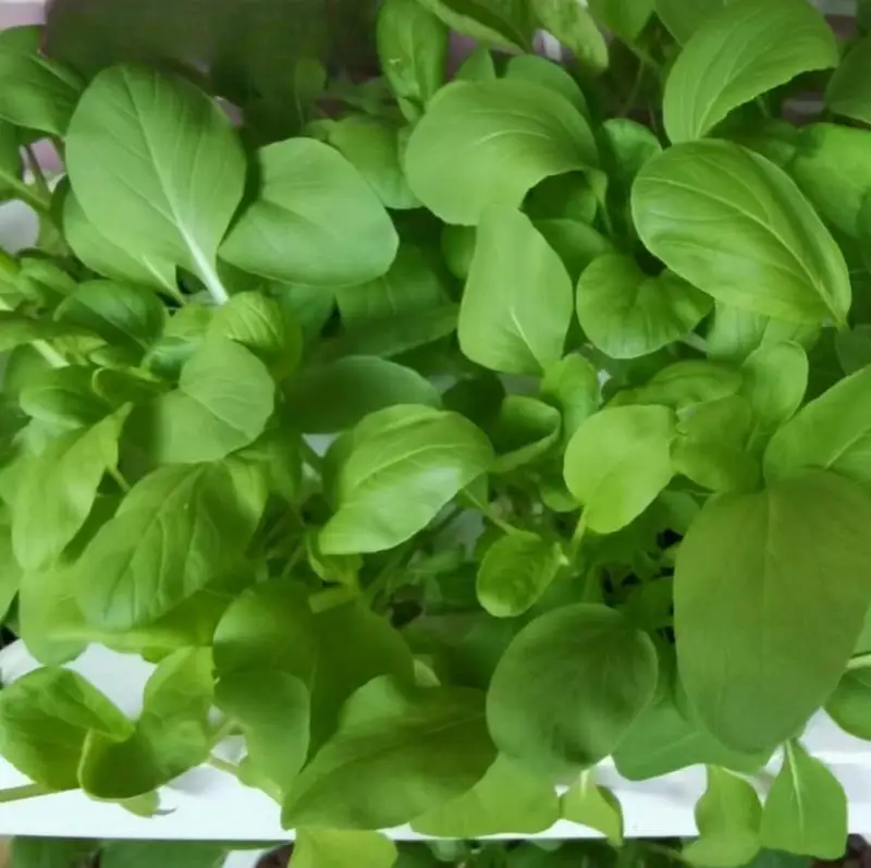 Рисунок 5 - Удобрение для выращивания овощей