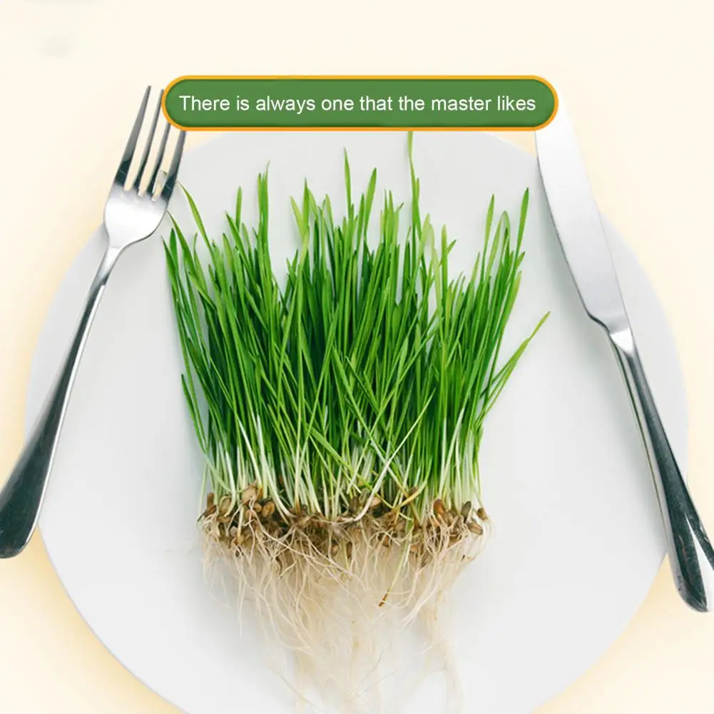 

Lightweight Double-layer Lightweight Plastic Tray Cat Grass Planting Box BPA Free Wheatgrass Planter Tray Pet Shop Accessory