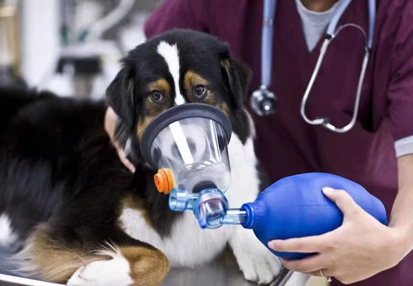 Veterinary Oxygen Masks Pet 5PCS/SET