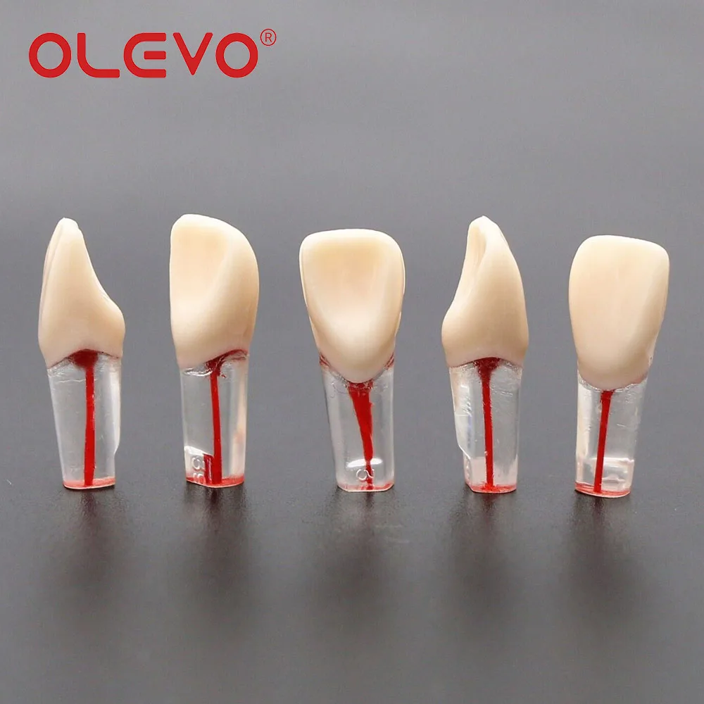 Рисунок 6 - Стоматологическая модель эндододонтического