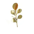 Gold color