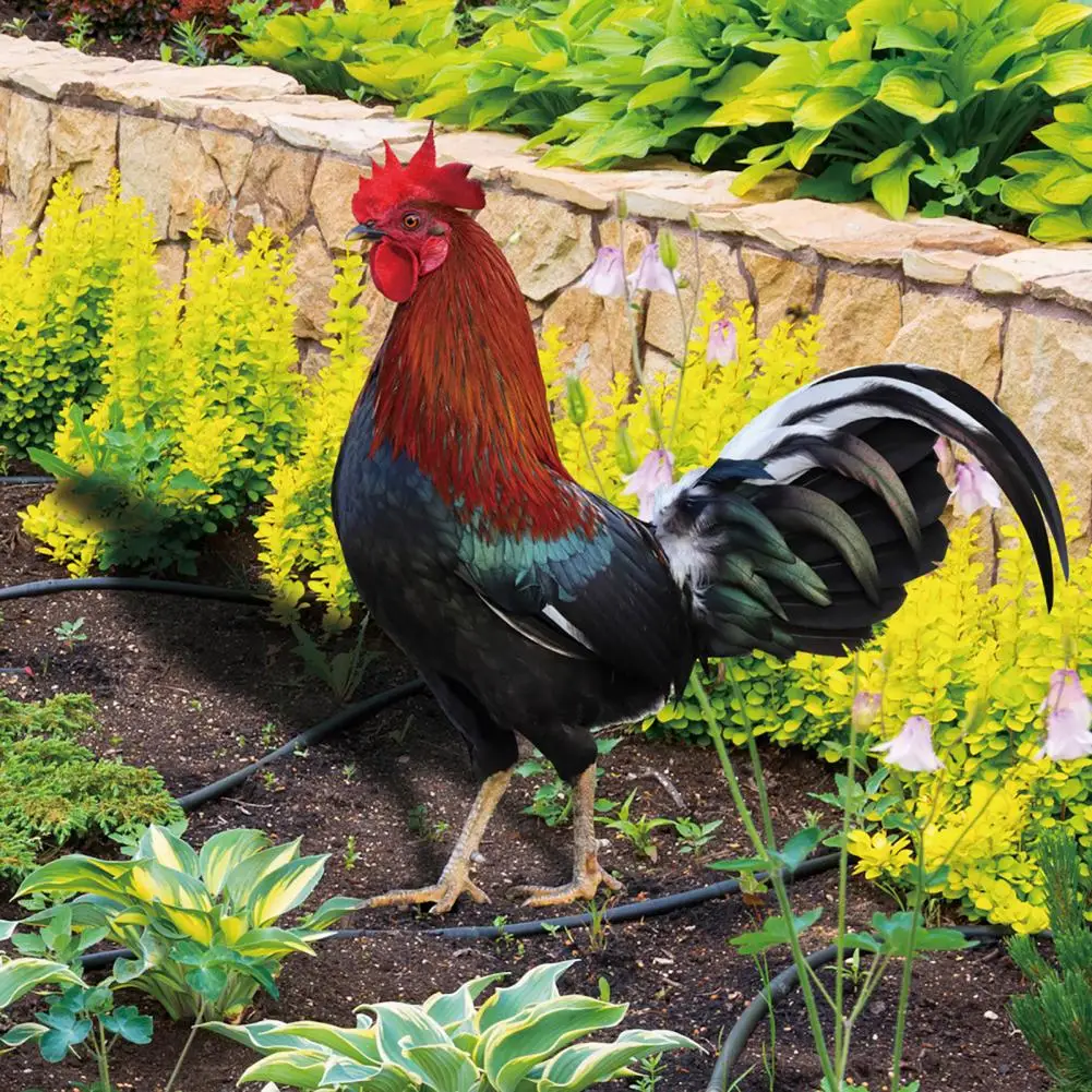 Hot！Chicken Decor Life-like Eco-friendly Vibrant Color Outdoor Yard Acrylic Rooster Ornament Rooster Ornament for Garden
