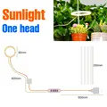 1 Head Sunlight