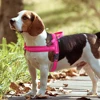 Mesh Nylon Dog Harness Reflective Pet Harness No Pull Dogs Vest With Quick Control Handle for Small Medium Large Dogs Pitbull 5