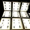 New real insect specimen transparent resin spider autumn beetle scorpion wasp with Photo frame 1