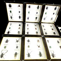 New real insect specimen transparent resin spider autumn beetle scorpion wasp with Photo frame 1