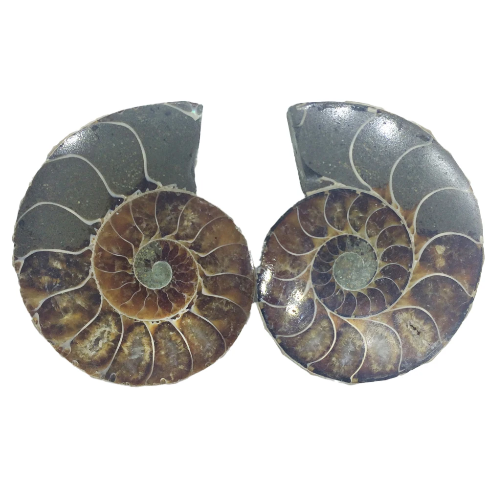 1 Paia Split Ammonite Fossile Del Campione Di Ocean Borsette Healing Madagascar