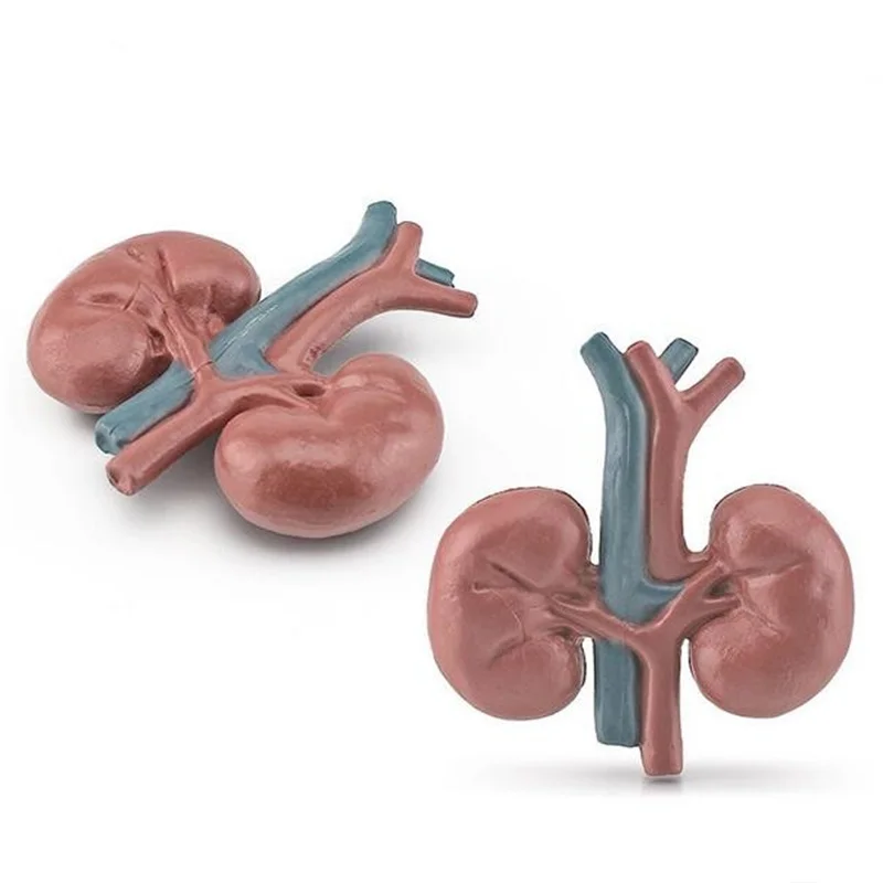Human Torso Body Organ Miniature Anatomy Organs Model Education Montessori Toy Kiddie Boy Girl Collection Figurines 8PCS 3