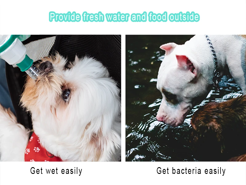 dog water bottle