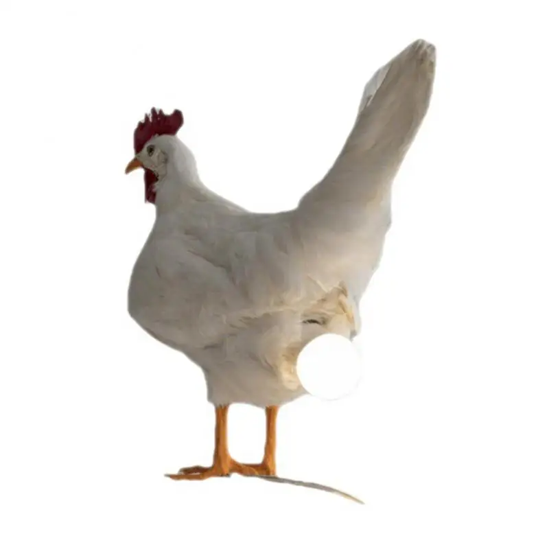 

Chicken Lamp Interesting Chick Night Light Room Ornaments Taxidermy Chicken Eggs Lamp Hens Lay Eggs Home Decor Lighting
