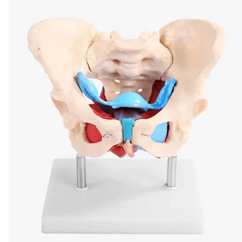 Education Medical Teaching and Training Female Pelvis Model With Floor Muscle BIX-A1037
