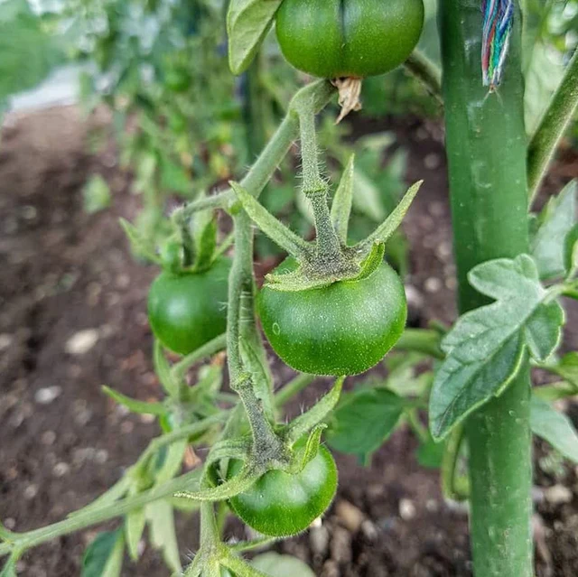 25 Csomag Kerti Tét Fém Műanyag Bevonatú Növényi Ketrec Támaszkodik A Paradicsomok Mászásához Fák Uborka Kerítések 40 Cm - Image 2