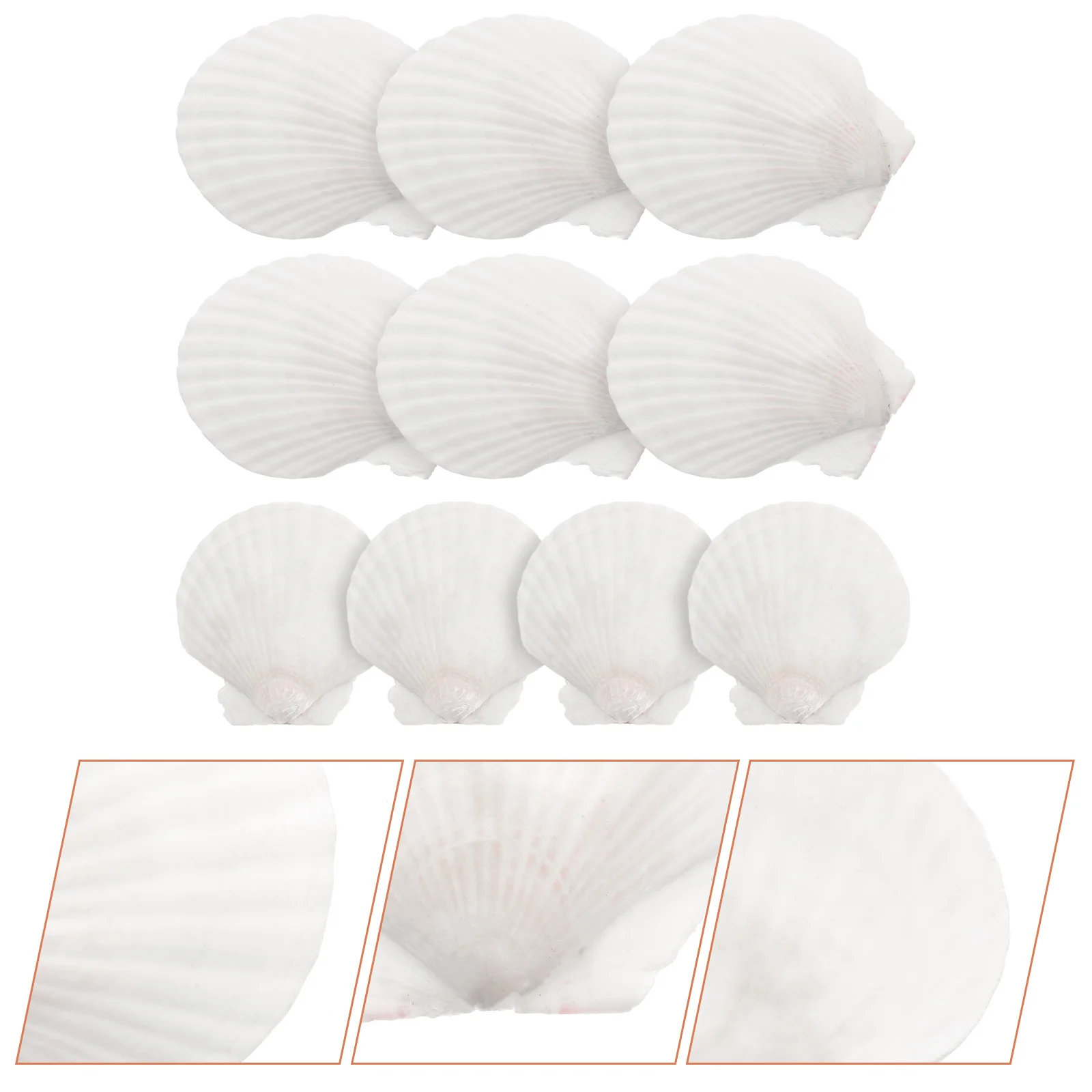 

Decorative Crafting Shell White Scallops Natural Shell Beach Seashells Handicraft White Shell White Shell shells