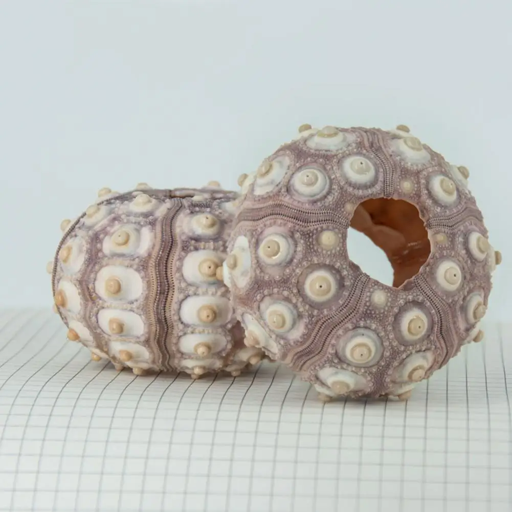 5cm-6cm Sea Shell Conch Ornament DIY Home Decoration Birthday Gift Air Shells Beach Urchins Succulent Aquarium Fish Tank Decor natural shell ornaments resin starfish ornaments