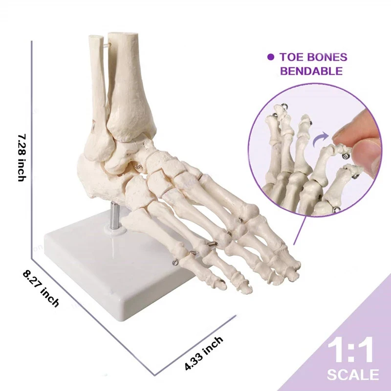 Medical Science 1:1 Human Palm Foot Skeleton Anatomy Model Student Teaching Resources Anatomia Humana Biologie Use Tools Kit anatomical models