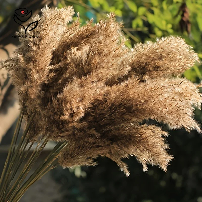 15 Pampas Secche Naturali - Piume Decorative Per Vasi, Matrimoni, Casa E Hotel - Lunghezza 20-30 Cm
