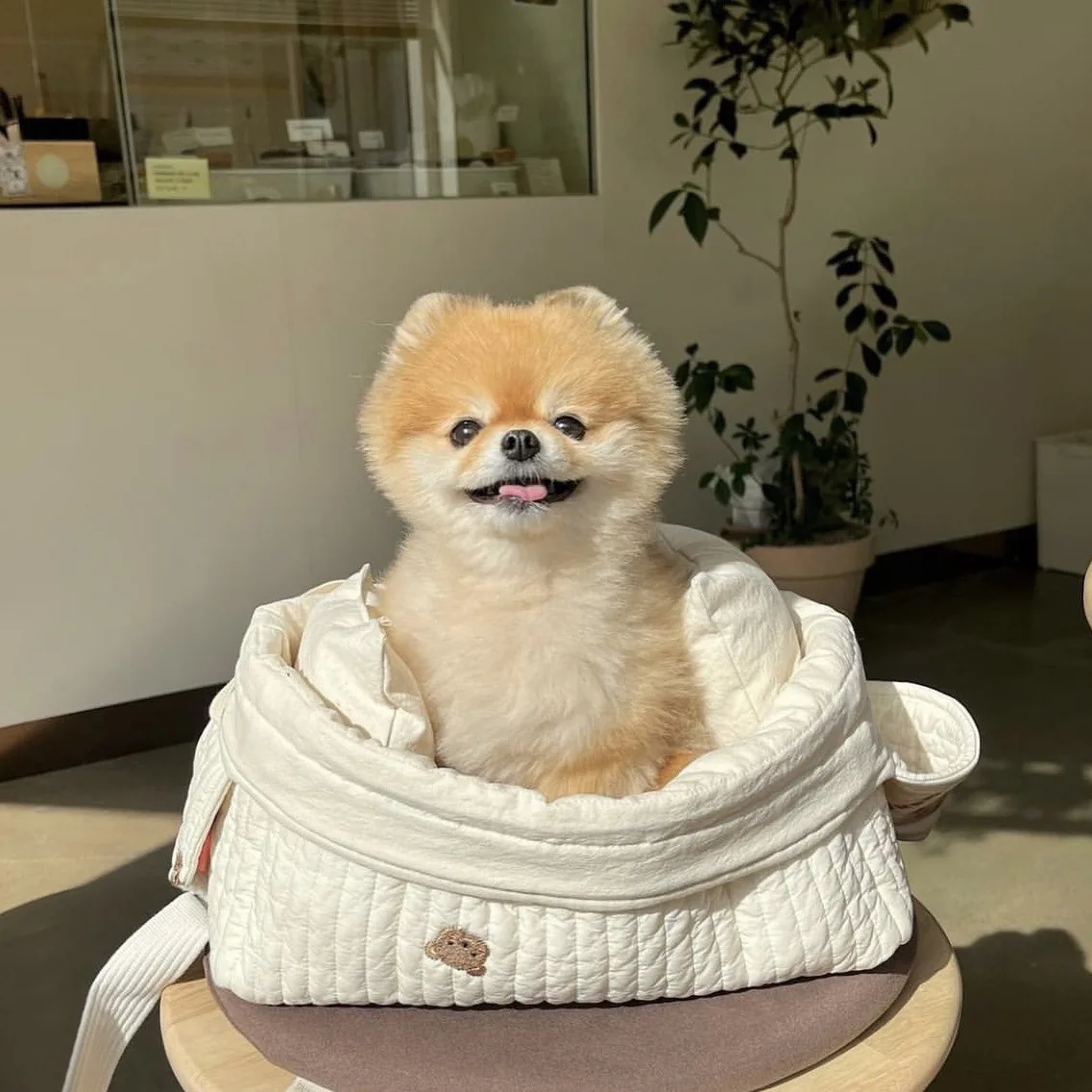 INS Cute Bear Pet Outing Crossbody Shoulder Bag Large Capacity Breathable Cat Puppy Bichon Teddy Dog Bag Cat Bags Dog Supplies