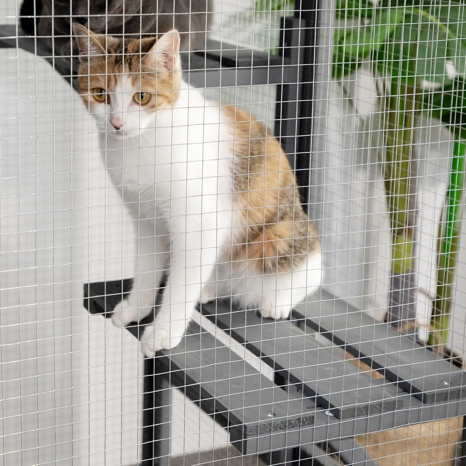 Outdoor Cat Enclosure, Outside Cat House Weatherproof, Wooden Catios for Cats Outdoor Patio,71" Large Enclosures Indoor