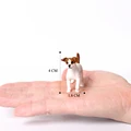 Jack Russell Terrier