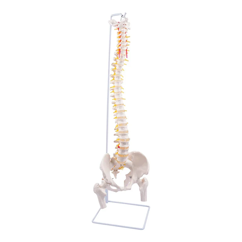 

Life Size Spine Model with Vertebrae,Nerves,Arteries, Lumbar Column,Male Pelvis Human Anatomy Model for Education & Study
