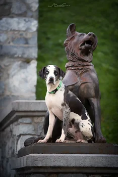 Truelove Pet Dog Collar Nylon Adjustable Webbing Padded Soft Reflective Durable Heavy Duty Training Custom Luxury Cat TLC5011 3