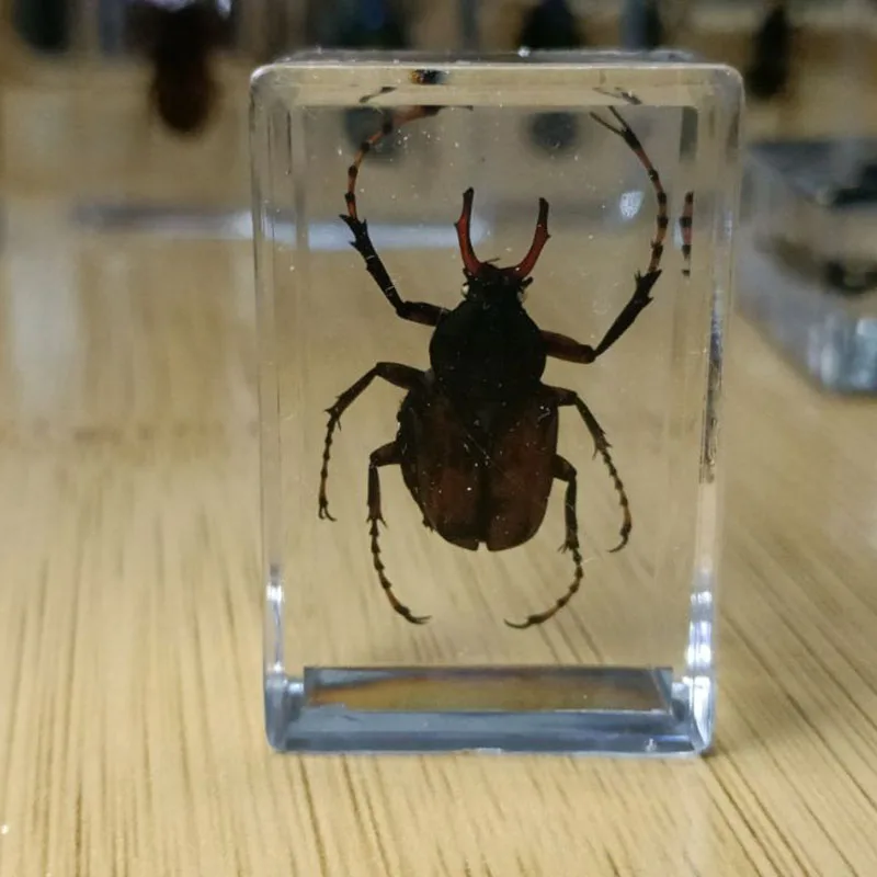 27 Kinds Hand Made Gutta Percha Resin Insect Transparent Amber Insect Specimens Home Decoration Small Ornaments 