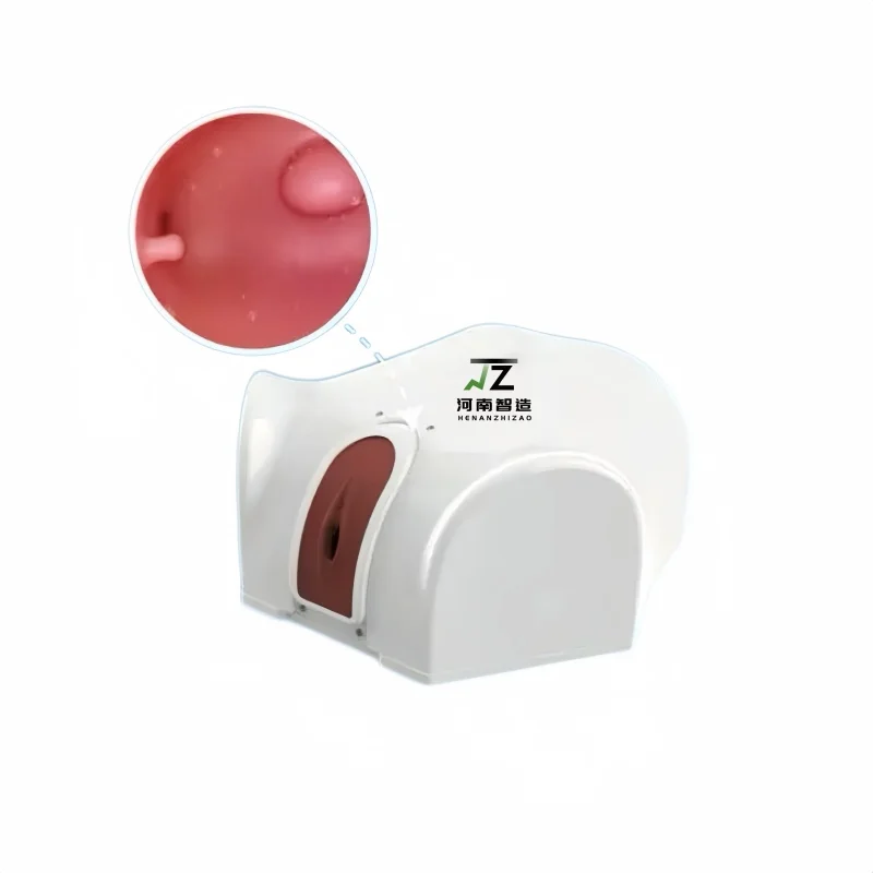 독특한 자궁경 검사 훈련 모델 자궁경 치료 훈련 질 자궁 및 부속기 모델