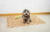 2pcs Cute Waterproof Pet Pee Pad Washable Puppy Training Pad Mat Reusable Anti-Slip Pee Pad Blanket Absorbent Diaper for Dog Cat 3