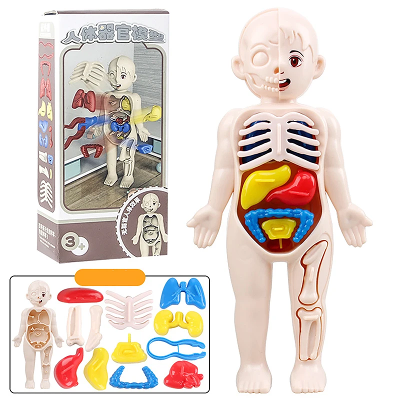 

Children Science Education Human Body Organ Anatomy Model DIY Assembled Medical Toys Teaching Tools 14PCS Set Montessori Toys
