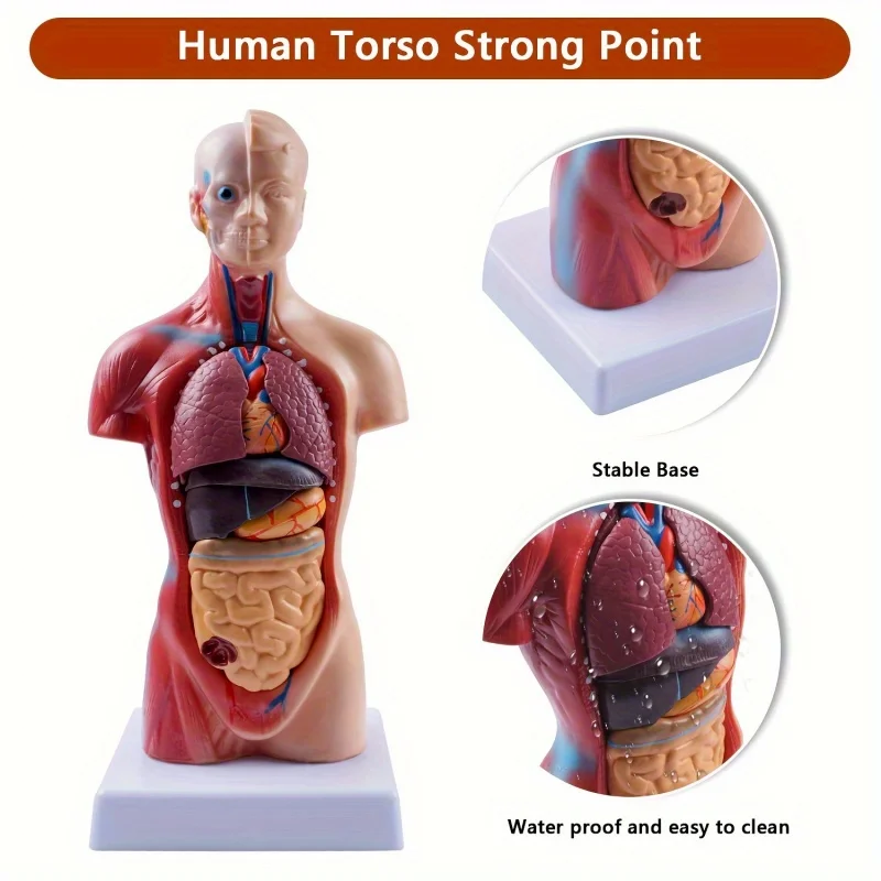 Detachable Human Organ Model 3