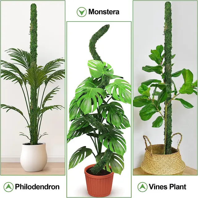 Moss Pólus A Növények Tartójának Hajlítható Kókuszültetõ Tartó Tét Diy Alakú Hegymászó Szőlõnövények Beltéri Cserepes Bonsai Szerszámok - Image 4