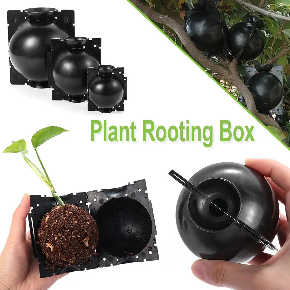 Plastic Plant Rooting Box for Tree Grafting and Seedling Cultivation
